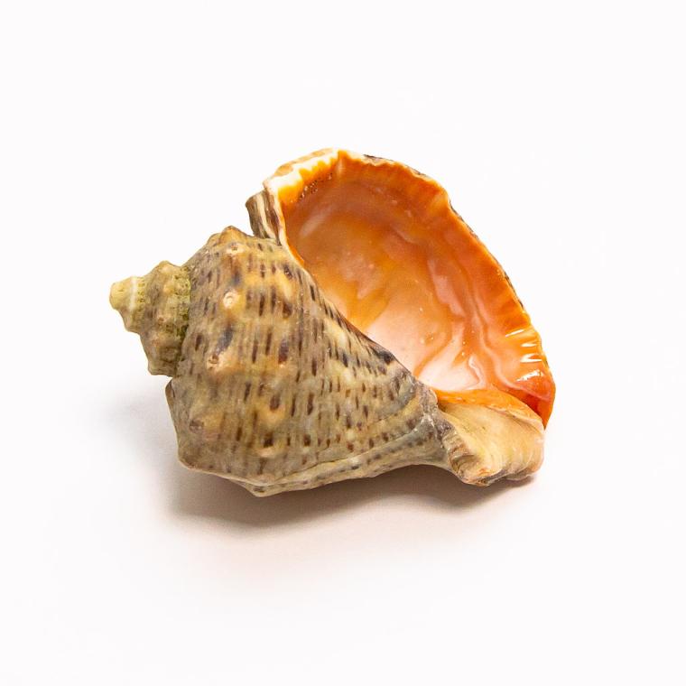 Загружен программно: img_7764.jpg