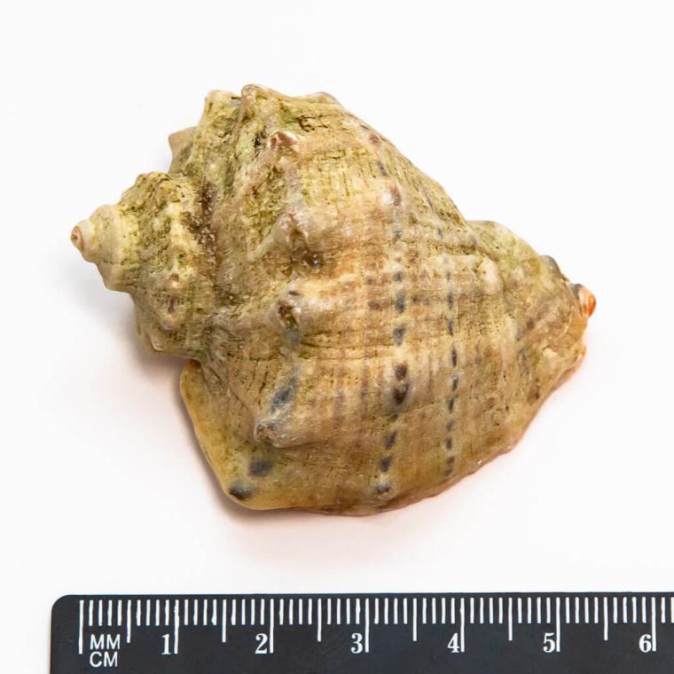 Загружен программно: img_7763.jpg