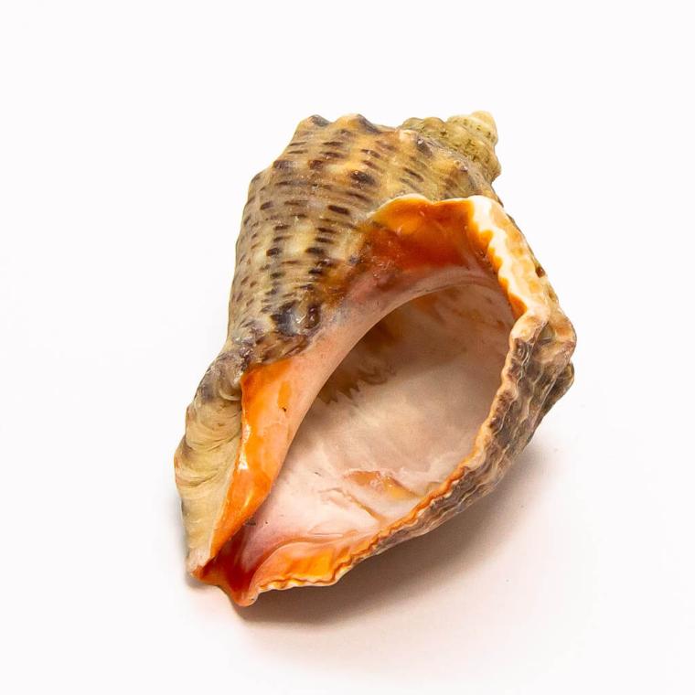 Загружен программно: img_7765.jpg