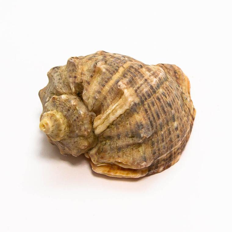 Загружен программно: img_7766.jpg