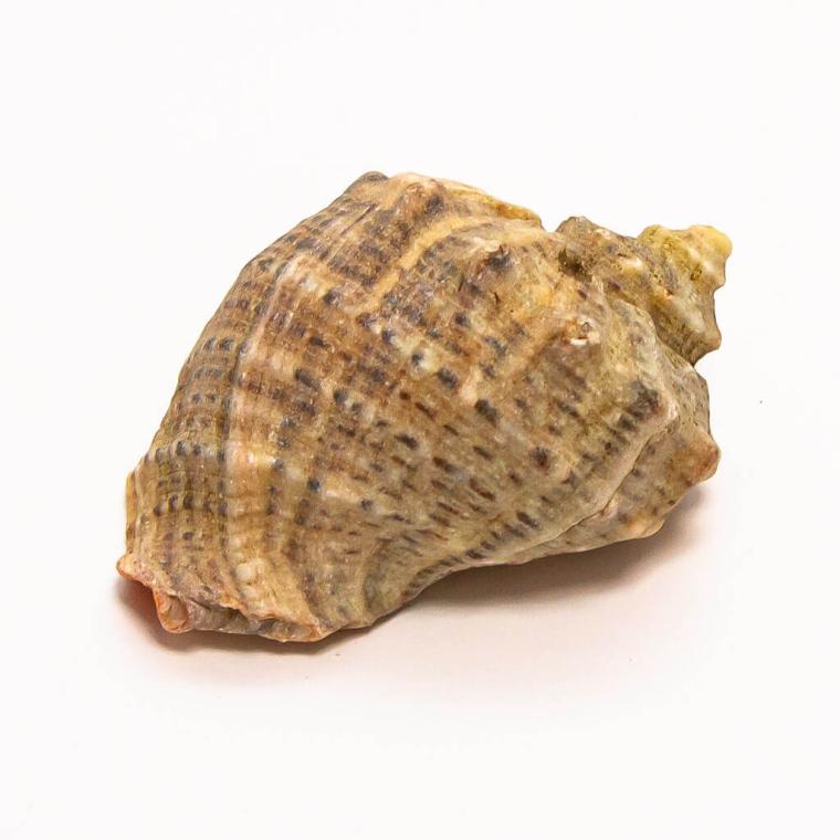 Загружен программно: img_7767.jpg