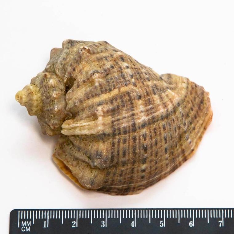 Загружен программно: img_7768.jpg