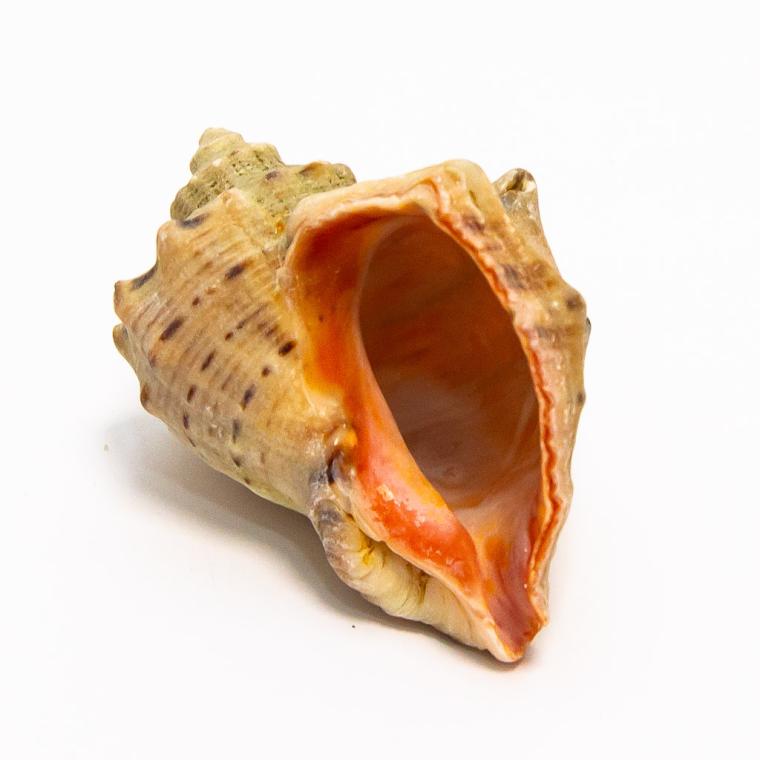 Загружен программно: img_7762.jpg