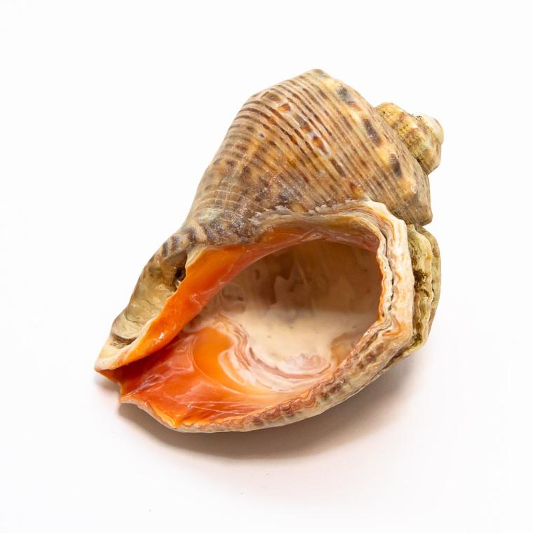 Загружен программно: img_7769_0.jpg